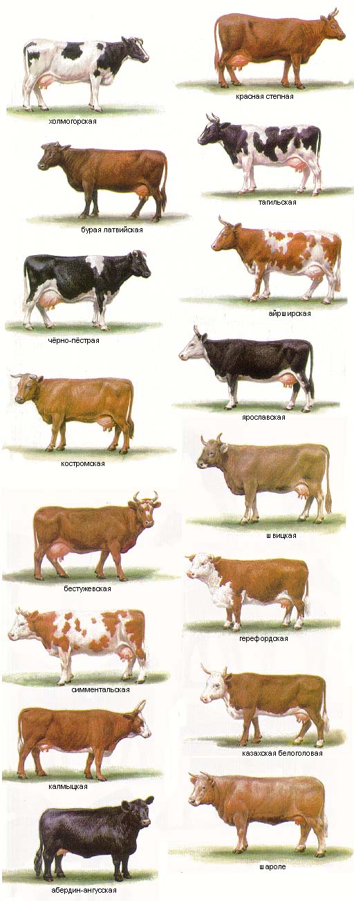 породы коров Бурая латвийская