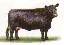 Абеодин-ангусская порода коров