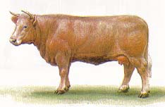 Шароле порода коров