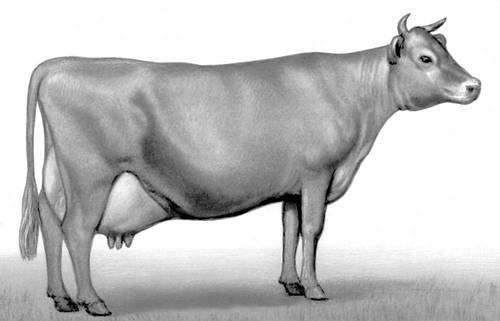 корова Джерсейской породы