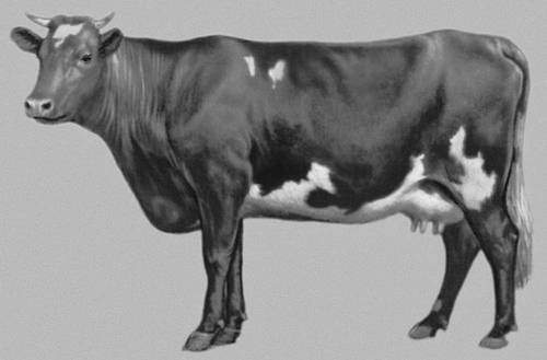 Курганская порода коров