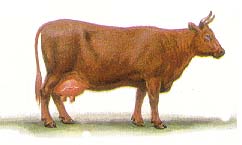 Корова красная степная порода