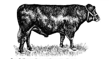 Красная датская порода коров