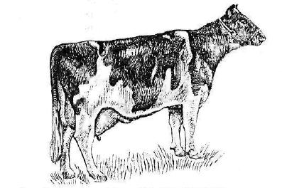 Голштинофризская порода коров